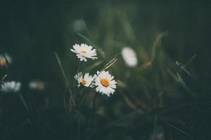 blanc petit marguerite le Contexte de vert herbe dans le jardin photo