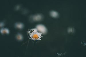 blanc petit marguerite le Contexte de vert herbe dans le jardin photo