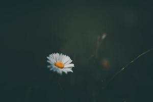 blanc petit marguerite le Contexte de vert herbe dans le jardin photo