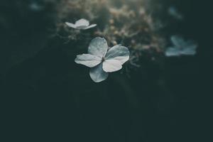 blanc petit fleur sur le buisson dans le jardin photo