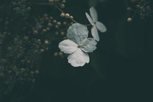 blanc petit fleur sur le buisson dans le jardin photo