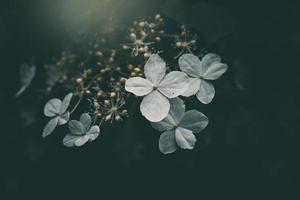 blanc petit fleur sur le buisson dans le jardin photo