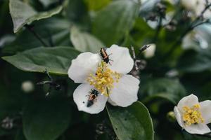 blanc petit jasmin fleur sur le buisson dans le jardin photo