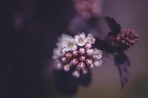 brillant crémeux fleur sur une Contexte de violet feuilles de une buisson dans fermer photo