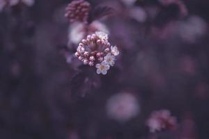 brillant crémeux fleur sur une Contexte de violet feuilles de une buisson dans fermer photo