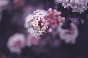 brillant crémeux fleur sur une Contexte de violet feuilles de une buisson dans fermer avec abeille photo