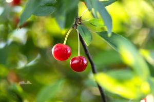 rouge mûr cœur cerises pendaison sur le branche de une Cerise arbre, entouré par vert feuilles et autre cerises dans le Contexte photo