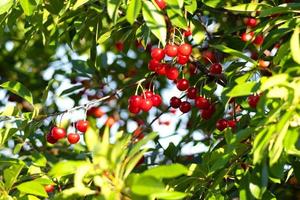 rouge mûr cœur cerises pendaison sur le branche de une Cerise arbre, entouré par vert feuilles et autre cerises dans le Contexte photo