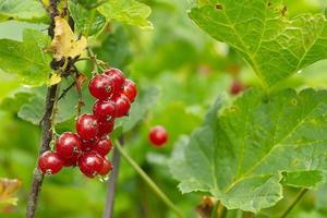 fermer mûr rouge groseilles, ribes rubrum dans fait maison jardin. Frais bouquet de Naturel fruit croissance sur branche sur cultiver. biologique agriculture, en bonne santé nourriture, la nature concept. photo