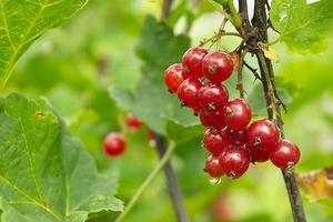 fermer mûr rouge groseilles, ribes rubrum dans fait maison jardin. Frais bouquet de Naturel fruit croissance sur branche sur cultiver. biologique agriculture, en bonne santé nourriture, la nature concept. photo