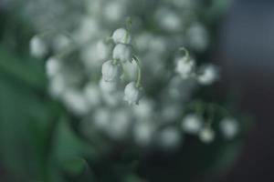 lis de le vallée bouquet avec sur une Contexte de vert feuilles photo