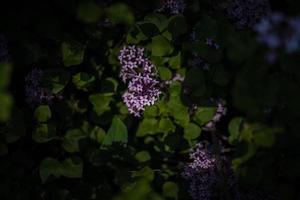 violet lilas parmi le vert feuilles sur le buisson dans le printemps jardin photo