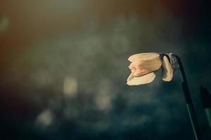 Jaune jonquille dans le printemps jardin dans fermer photo