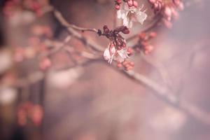 printemps arbre épanouissement dans rose dans fermer en plein air dans le chaud ensoleillement photo