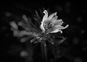 blanc pasque fleur croissance dans le jardin dans le chaud des rayons de le printemps Soleil photo