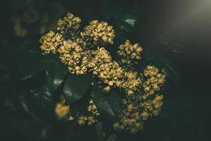 Jaune printemps fleur contre le toile de fond de vert feuilles dans le chaud après midi Soleil photo