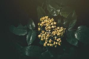 Jaune printemps fleur contre le toile de fond de vert feuilles dans le chaud après midi Soleil photo