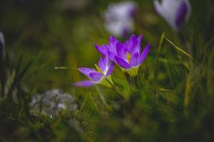 printemps fleurs crocus dans le jardin dans le chaud des rayons de le après midi Soleil photo