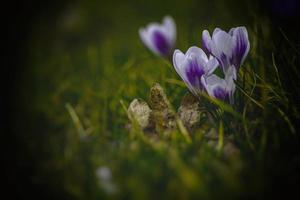 printemps fleurs crocus dans le jardin dans le chaud des rayons de le après midi Soleil photo