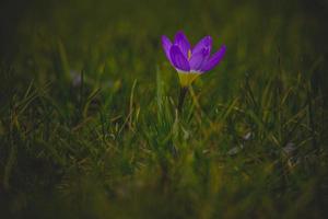 printemps fleurs crocus dans le jardin dans le chaud des rayons de le après midi Soleil photo