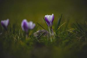 printemps fleurs crocus dans le jardin dans le chaud des rayons de le après midi Soleil photo