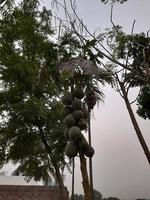 Papaye des arbres cette ours lourd fruit sur le côté de le village route, Bangladesh, Asie photo