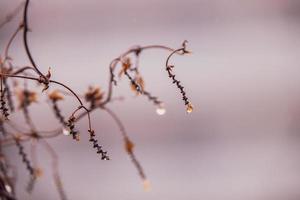 gouttes de pluie sur une branche de une sans feuilles arbre dans fermer dans janvier photo