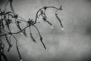 gouttes de pluie sur une branche de une sans feuilles arbre dans fermer dans janvier photo