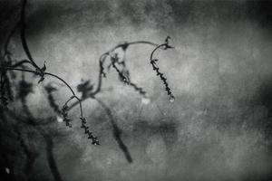 gouttes de pluie sur une branche de une sans feuilles arbre dans fermer dans janvier photo