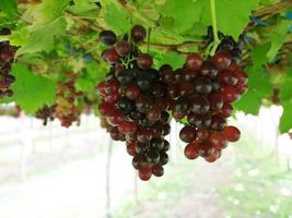 les raisins sont une cadeau de la nature. photo