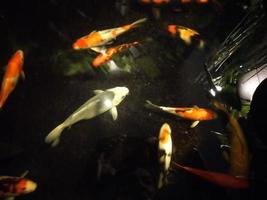 koi poisson une débutant guider à choisir, nourrir et maintenir votre coloré étang animaux domestiques photo