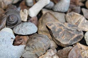 une pile de fossile posé en dehors sur une table avec une foncé Contexte. photo