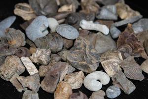 une pile de fossile posé en dehors sur une table avec une foncé Contexte. photo