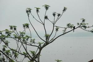 une arbre avec une oiseau sur il proche le rivière. photo