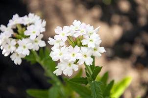 photo en gros plan d'une plante à fleurs de verveine