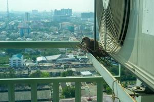 Gros plan d'oiseau dans un nid sur la cage en acier du climatiseur à la terrasse de la copropriété élevée avec arrière-plan flou paysage urbain au soleil matin photo