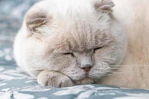 drôle de chat britannique blanc domestique à poil court dormant à l'intérieur à la maison. chaton se reposant et se détendre sur un canapé bleu. concept de soins pour animaux de compagnie et d'animaux. photo