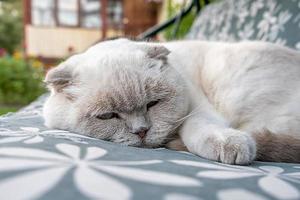 drôle de chat britannique blanc domestique aux cheveux courts dormant sur un canapé-balançoire de jardin. chaton se reposant et se détendant au soleil à l'extérieur dans l'arrière-cour le jour d'été. concept de soins pour animaux de compagnie et d'animaux. photo