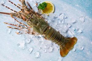 épineux Homard Fruit de mer sur glace, Frais Homard ou Roche Homard avec herbe et épices citron persil sur foncé arrière-plan, brut épineux Homard pour cuisine nourriture ou Fruit de mer marché photo