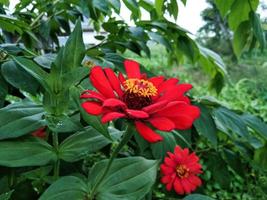 magnifique proche en haut de rouge zinnia fleur avec vert feuilles Contexte photo