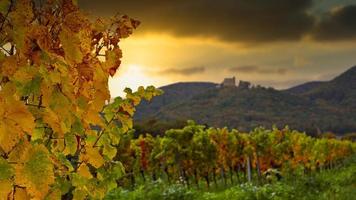 vignobles et boisé collines dans le coucher du soleil dans l'automne photo