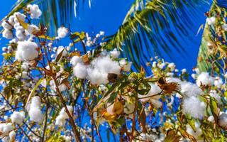 blanc coton sur arbre ou plante dans puerto escondido Mexique. photo