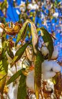 blanc coton sur arbre ou plante dans puerto escondido Mexique. photo