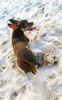 chien drôle mignon marron jouer ludique sur la plage mexique. photo