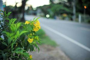 Gros plan de fleurs jaunes en fleurs avec lumière floue bokeh du vélo sur route rurale en arrière-plan