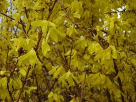 fleurs dans Jaune photo