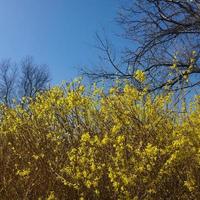 floraison Jaune buisson photo