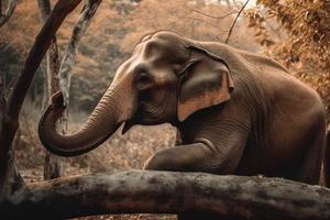 proche en haut l'éléphant photo