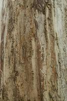 lisse arbre écorce texture. la nature en bois texture fermer. photo