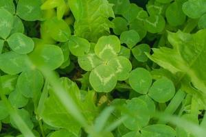 vert trèfle feuilles Contexte avec certains les pièces dans concentrer photo